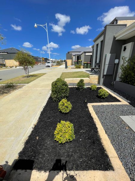 araucaria-pine-before-after-12 araucaria-pine-before-after-12