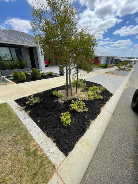 araucaria-pine-before-after-14 araucaria-pine-before-after-14