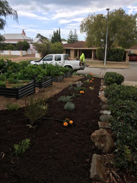 araucaria-pine-before-after-36 araucaria-pine-before-after-36
