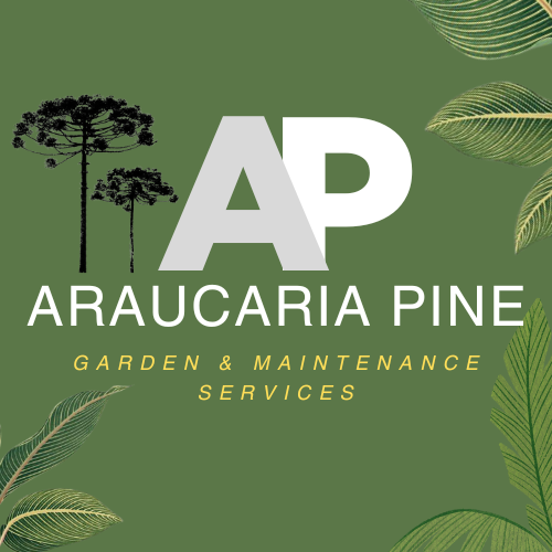 Araucaria Pine logo square Araucaria Pine logo square