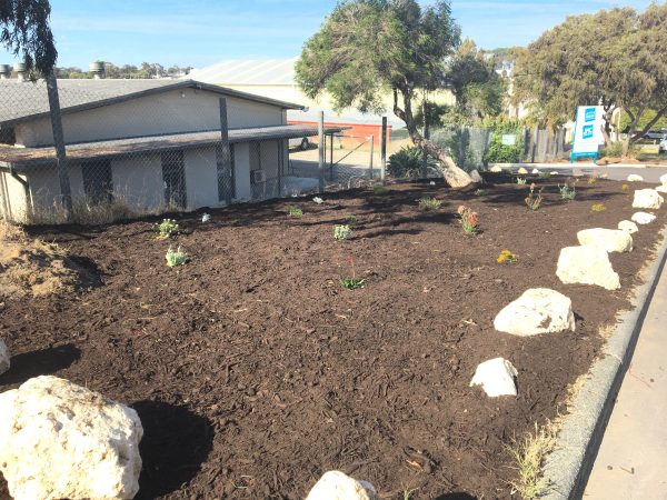 Araucaria-pine-garden-care Araucaria-pine-garden-care