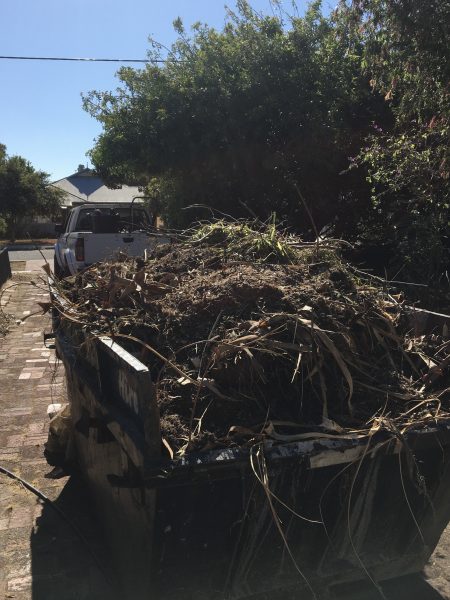 Araucaria-pine-green-waste-removal Araucaria-pine-green-waste-removal